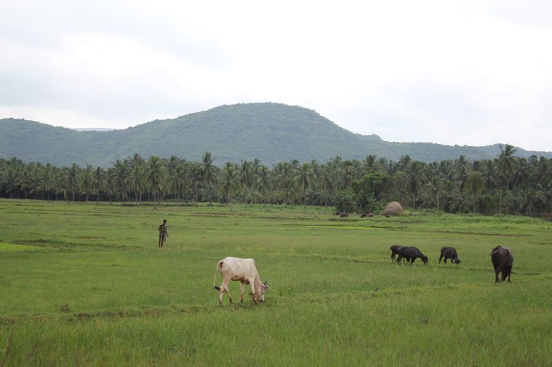 Grazing cattle in green fields beneath wooded hills during an India mission trip