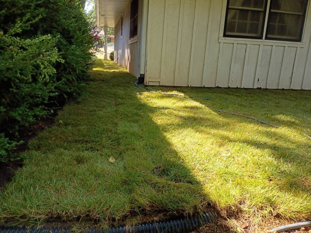New natural-grass sod beside a house, with sod seams still visible