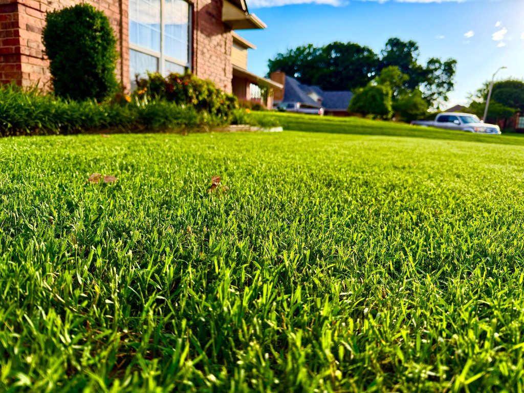 Close view of a mowed natural-grass lawn beside residential homes